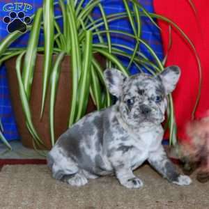 Kia, French Bulldog Puppy