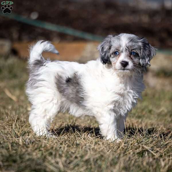 Kiara, Cavapoo Puppy