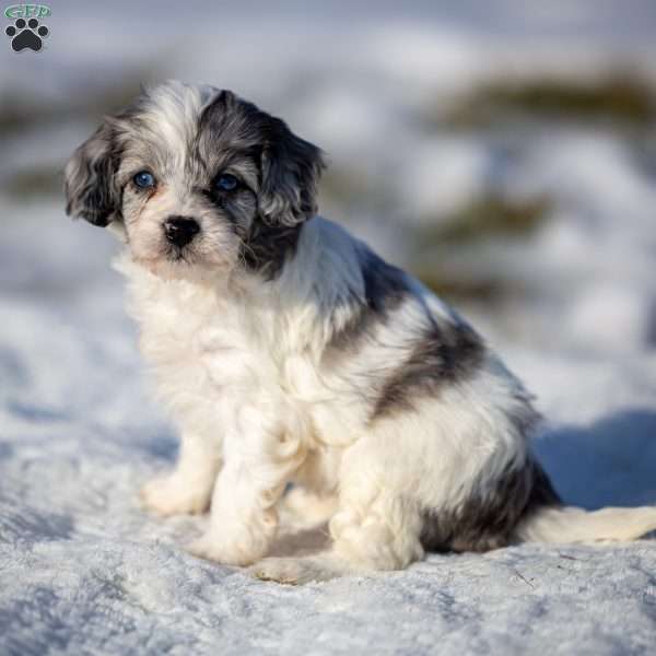 Kiara, Cavapoo Puppy