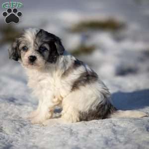 Kiara, Cavapoo Puppy