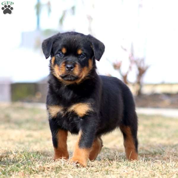 Kierra, Rottweiler Puppy