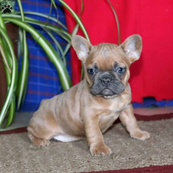 Kierra, French Bulldog Puppy