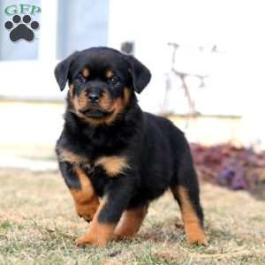 Kierra, Rottweiler Puppy