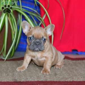 Kierra, French Bulldog Puppy