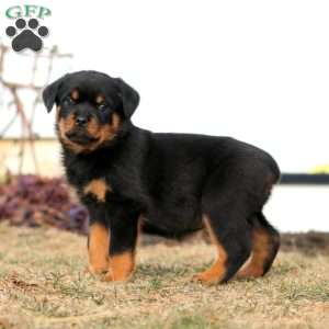 Kierra, Rottweiler Puppy