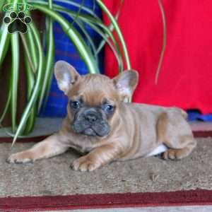 Kierra, French Bulldog Puppy