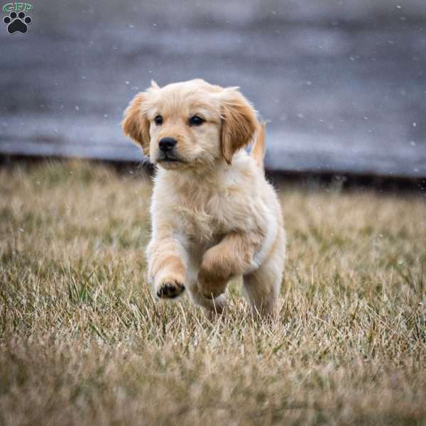 Kiko, Golden Retriever Puppy