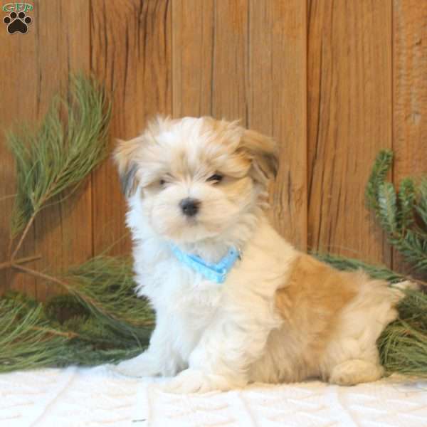 King, Havanese Puppy