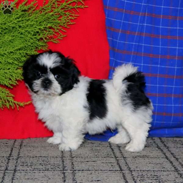 Kip, Shih Tzu Puppy