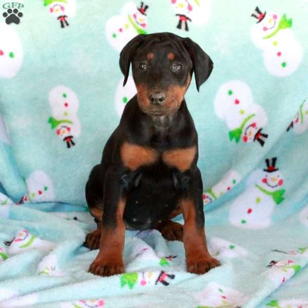 Kira, Doberman Pinscher Puppy