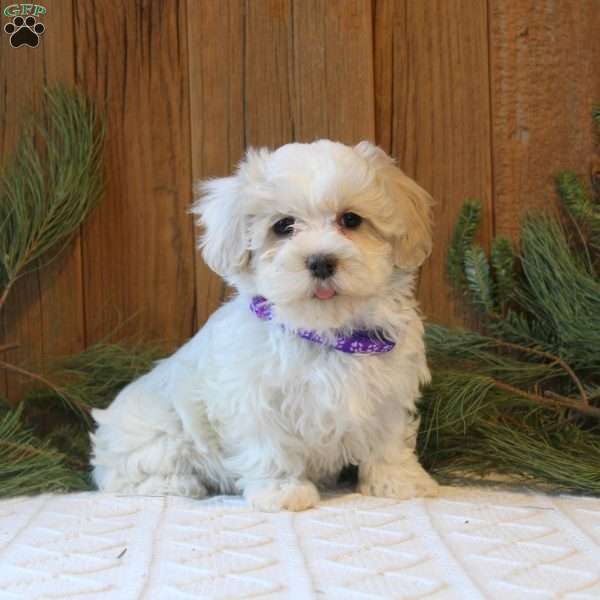 Kira, Havanese Puppy