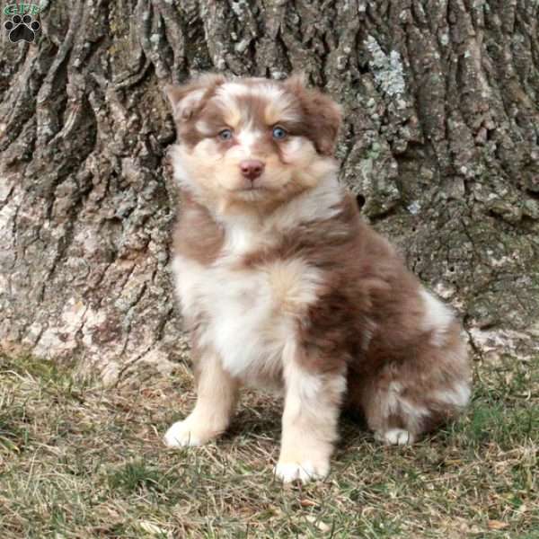 Kiri, Australian Shepherd Puppy