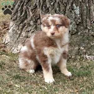 Kiri, Australian Shepherd Puppy