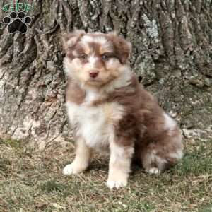 Kiri, Australian Shepherd Puppy