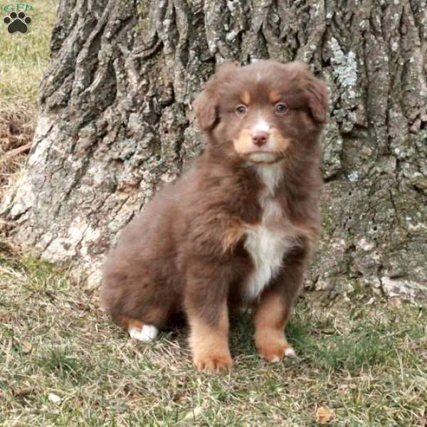 Kit, Australian Shepherd Puppy