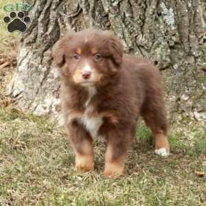 Kit, Australian Shepherd Puppy