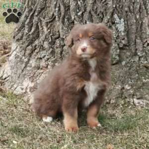 Kit, Australian Shepherd Puppy