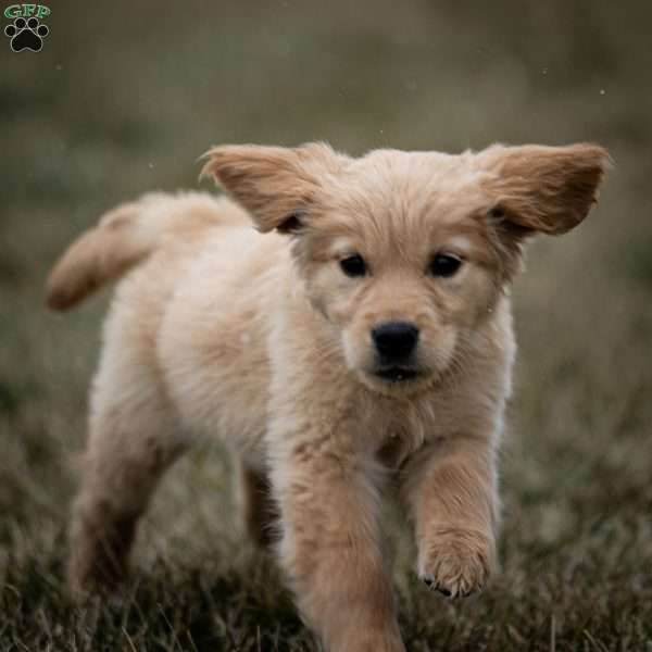 Kiwi, Golden Retriever Puppy