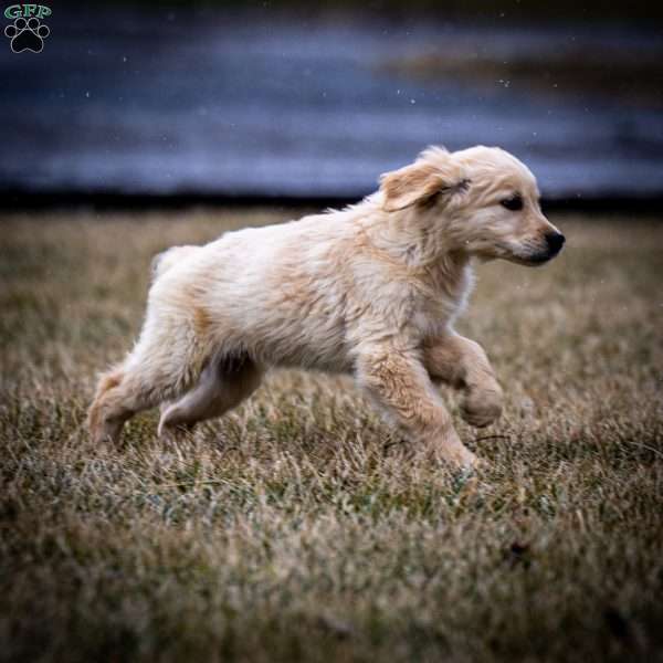 Knox, Golden Retriever Puppy