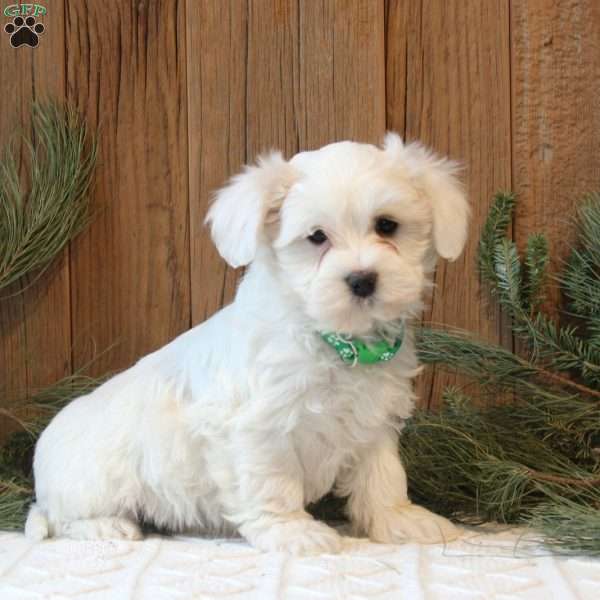 Kobe, Havanese Puppy