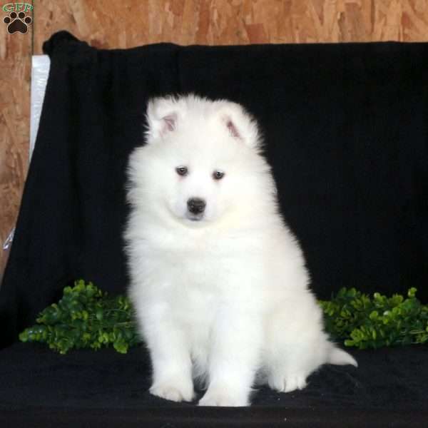 Kodiak, Samoyed Puppy