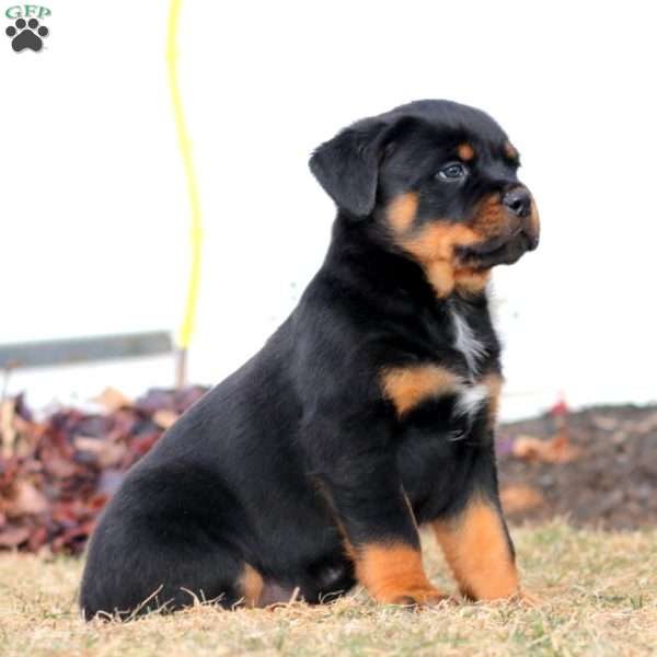 Kolby, Rottweiler Puppy