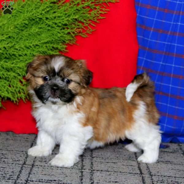 Kolton, Shih Tzu Puppy