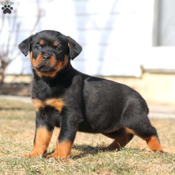 Kookie, Rottweiler Puppy