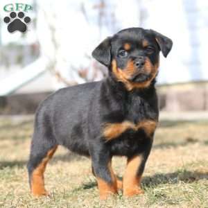 Kookie, Rottweiler Puppy