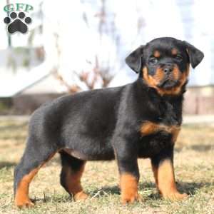 Kookie, Rottweiler Puppy