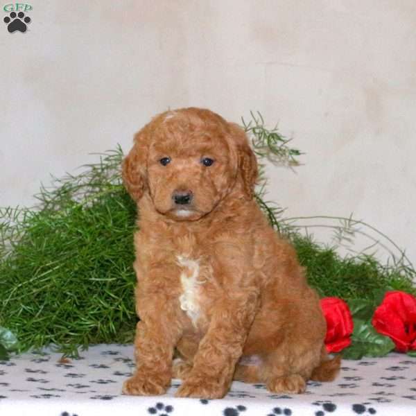 Kooper, Mini Goldendoodle Puppy