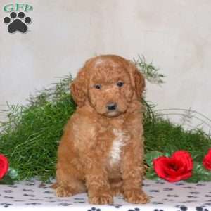 Kooper, Mini Goldendoodle Puppy