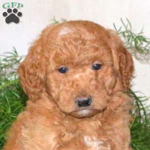 Kooper, Mini Goldendoodle Puppy