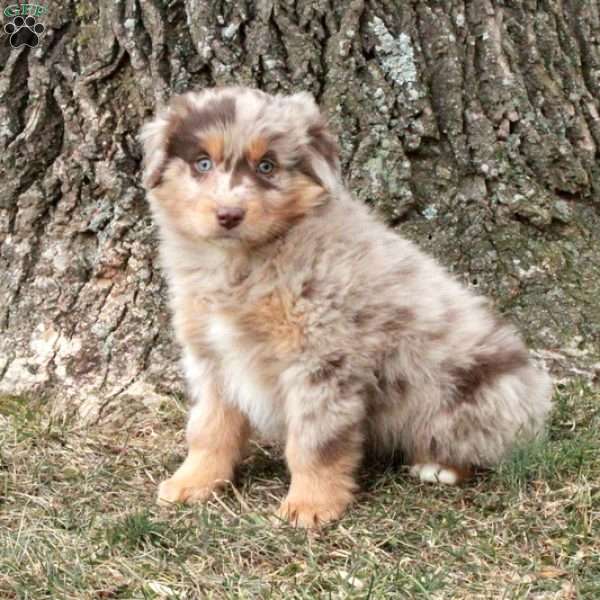 Kora, Australian Shepherd Puppy