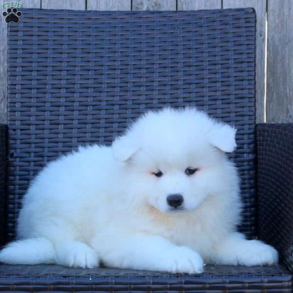 Kora, Samoyed Puppy