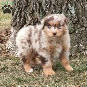 Kora, Australian Shepherd Puppy