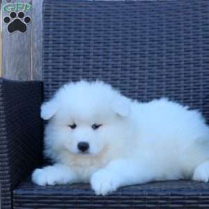 Kora, Samoyed Puppy