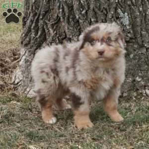 Kora, Australian Shepherd Puppy