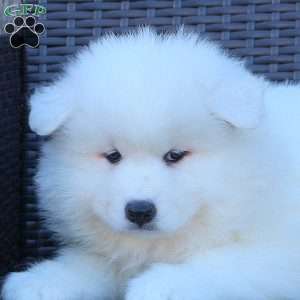 Kora, Samoyed Puppy