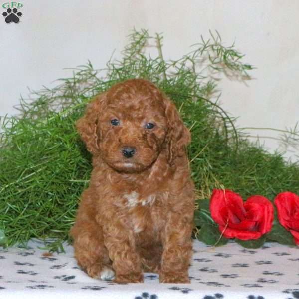 Korey, Mini Goldendoodle Puppy