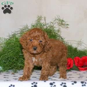 Korey, Mini Goldendoodle Puppy