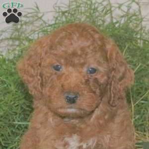 Korey, Mini Goldendoodle Puppy