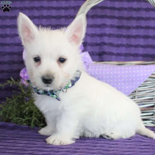 Kowen, West Highland Terrier Puppy