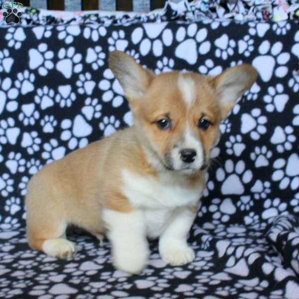 Kyle, Pembroke Welsh Corgi Puppy