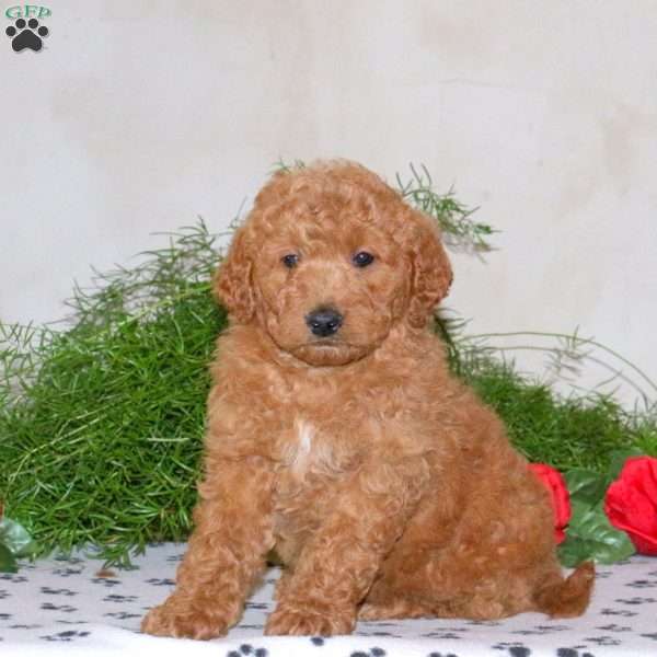 Kyle, Mini Goldendoodle Puppy