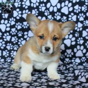 Kyle, Pembroke Welsh Corgi Puppy