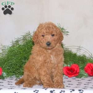 Kyle, Mini Goldendoodle Puppy