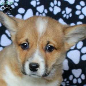 Kyle, Pembroke Welsh Corgi Puppy