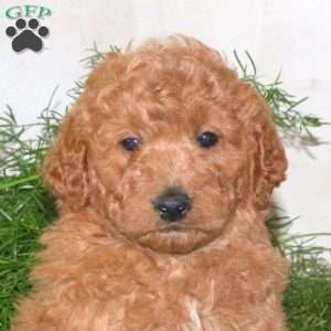 Kyle, Mini Goldendoodle Puppy