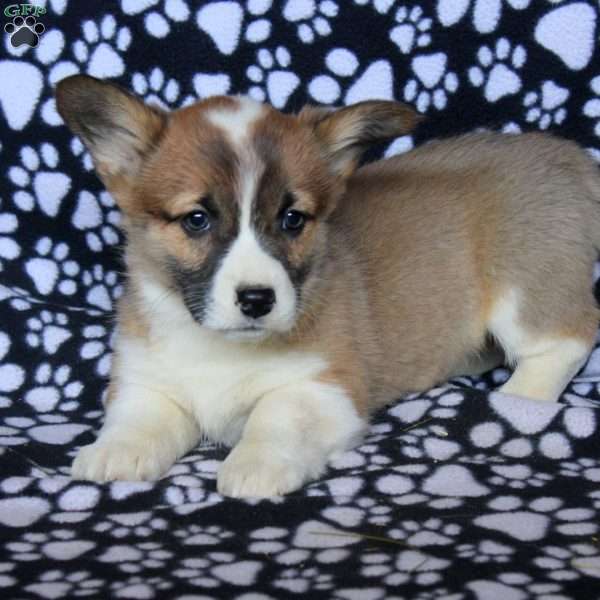 Kylie, Pembroke Welsh Corgi Puppy